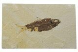 Fossil Fish (Knightia) - Green River Formation #237222-1